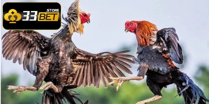 Đá Gà Trực Tiếp C1 – Trò Chơi Hấp Dẫn Tại Nhà Cái 33BET