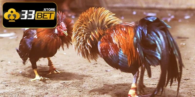 Đá gà trực tiếp Thomo 24/7