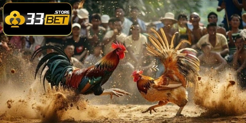 Kèo cược trong Thomo thực sự vô cùng chất lượng