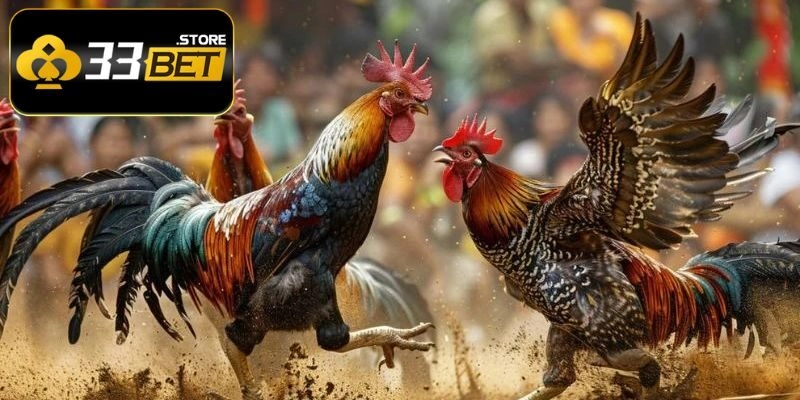 Cựa trong luôn mang đến các phút giây thi đấu hấp dẫn