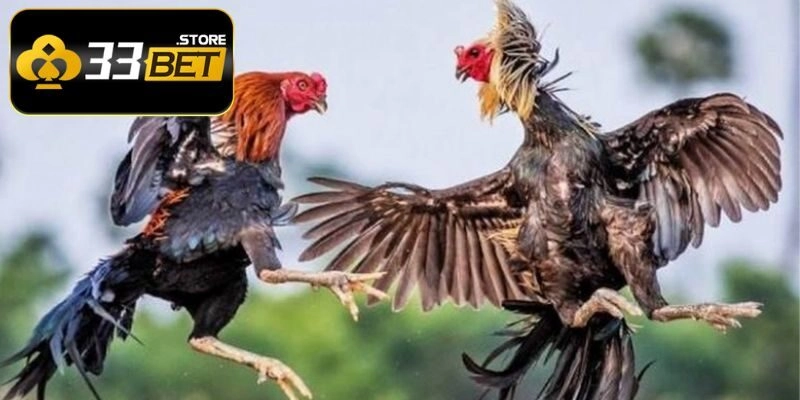 Khám phá sức hấp dẫn của trường đá gà C3 hiện nay