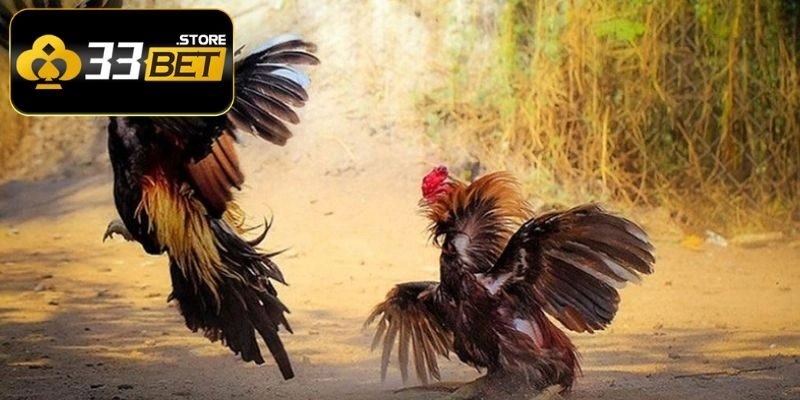 Quy tắc đặt cược đá gà C3 chuẩn xác như chuyên gia