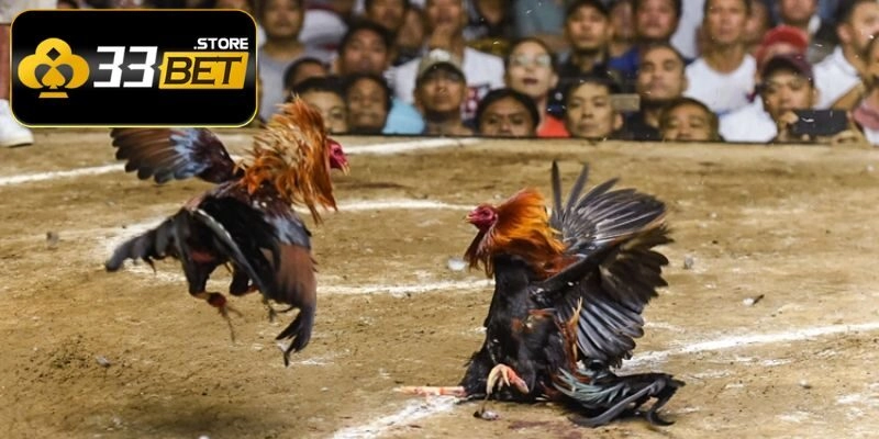 Tìm hiểu đá gà trực tiếp C1 33BET