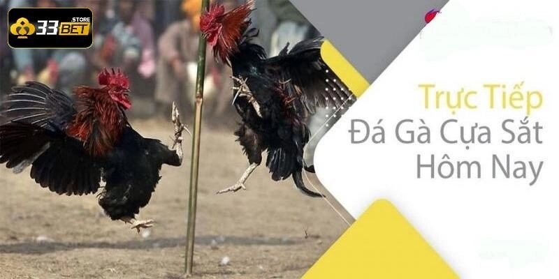 đá gà cựa sắt.